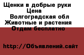Щенки в добрые руки. › Цена ­ 1 - Волгоградская обл. Животные и растения » Отдам бесплатно   